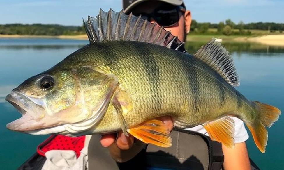 Ouverture de la pêche des carnassiers