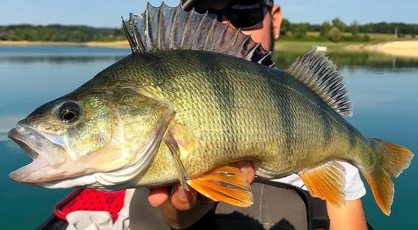 Comment pêcher le carnassier dans la Garonne ? - Toulouse Infos