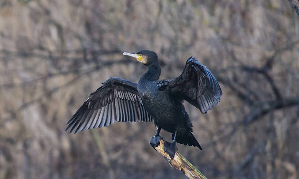 Conditions et limites dans lesquelles des dérogations aux interdictions de perturbation intentionnelle et de destruction peuvent être accordées par les préfets concernant les grands cormorans (Phalacrocorax carbo sinensis)