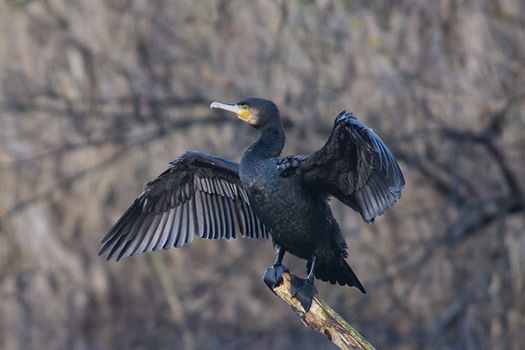 Conditions et limites dans lesquelles des dérogations aux interdictions de perturbation intentionnelle et de destruction peuvent être accordées par les préfets concernant les grands cormorans (Phalacrocorax carbo sinensis)